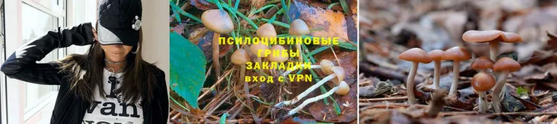 Псилоцибиновые грибы MAGIC MUSHROOMS  купить   Оса 